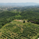 E il navigar mi è dolce in questo mare…di ulivi