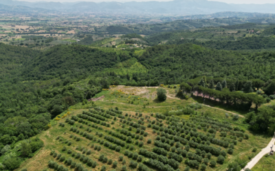 E il navigar mi è dolce in questo mare…di ulivi